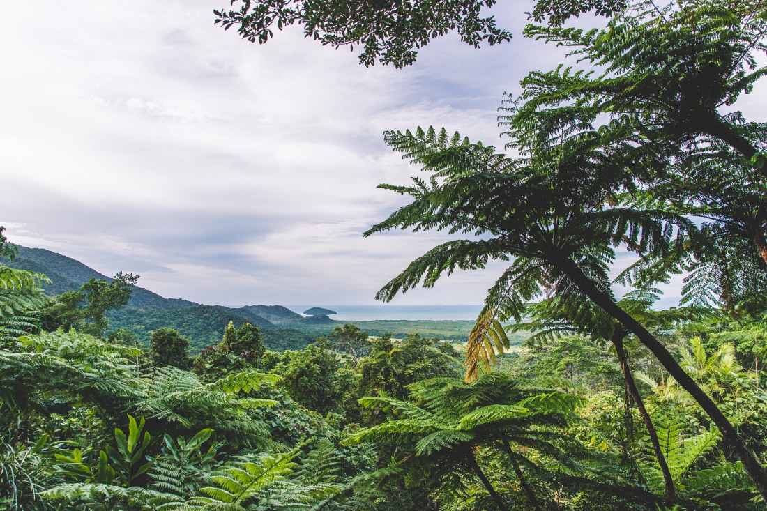 Mount Alexandra Lookout, Daintree Rainforest
