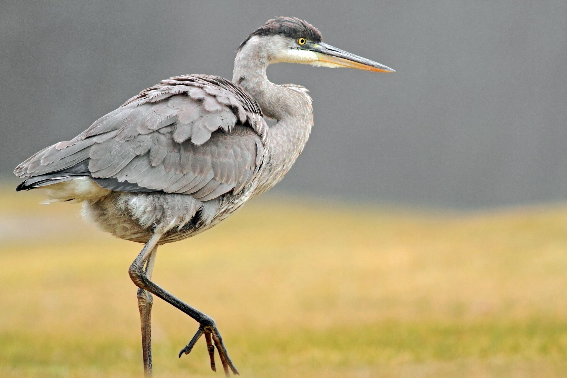 Close up of a Blue Heron bird with long beak and grey feathers