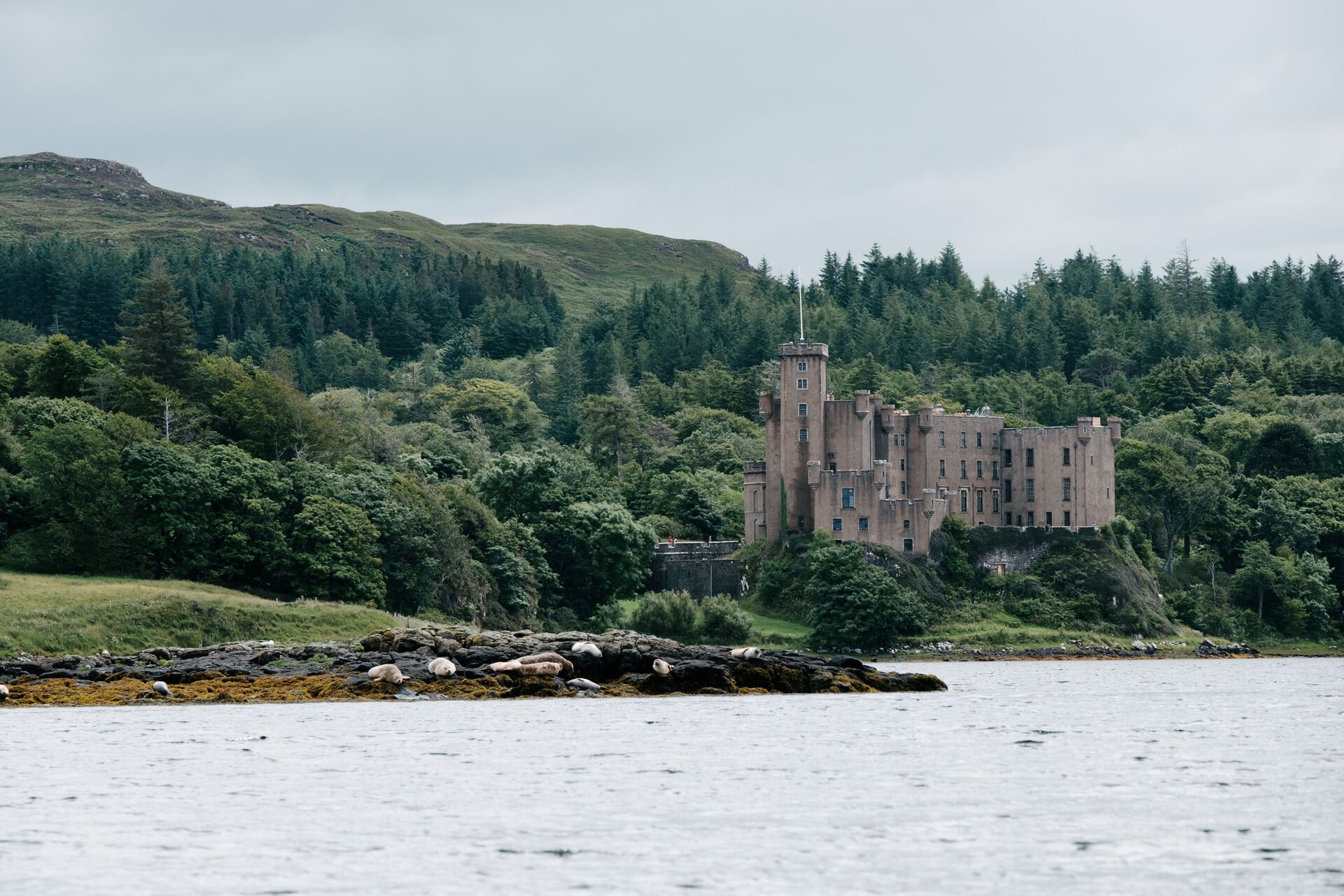 Seal colony on a rocky shores in front of Dunvegan Castle