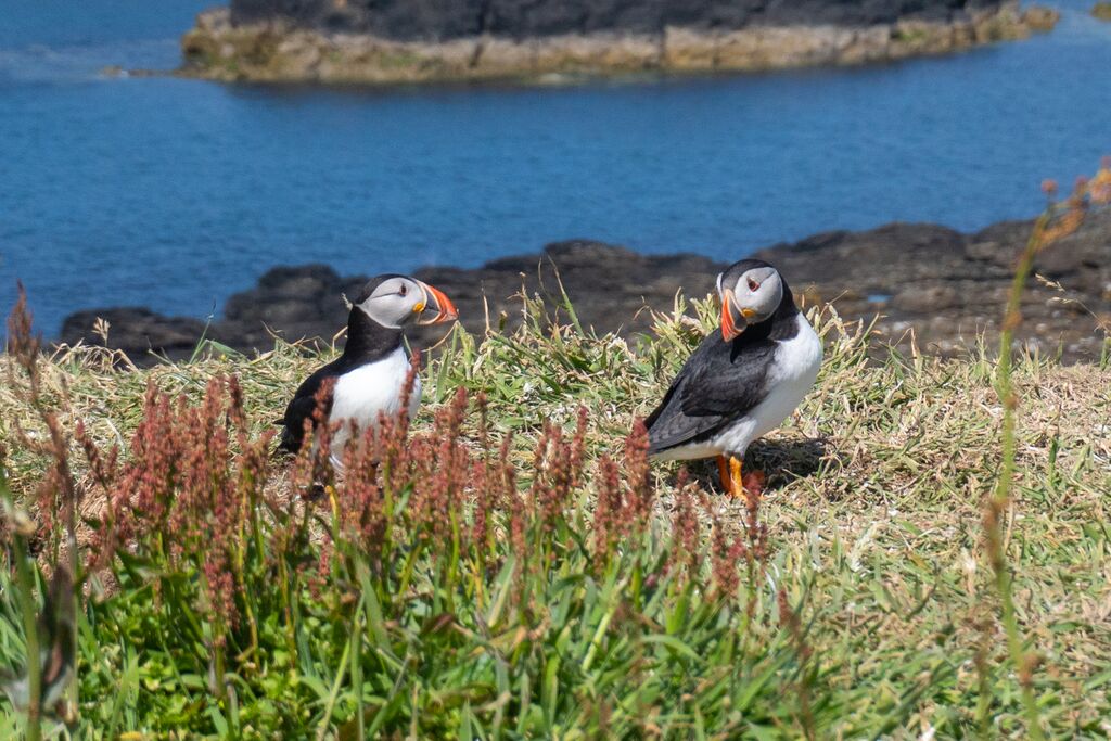 Two Puffins on Staffa Island