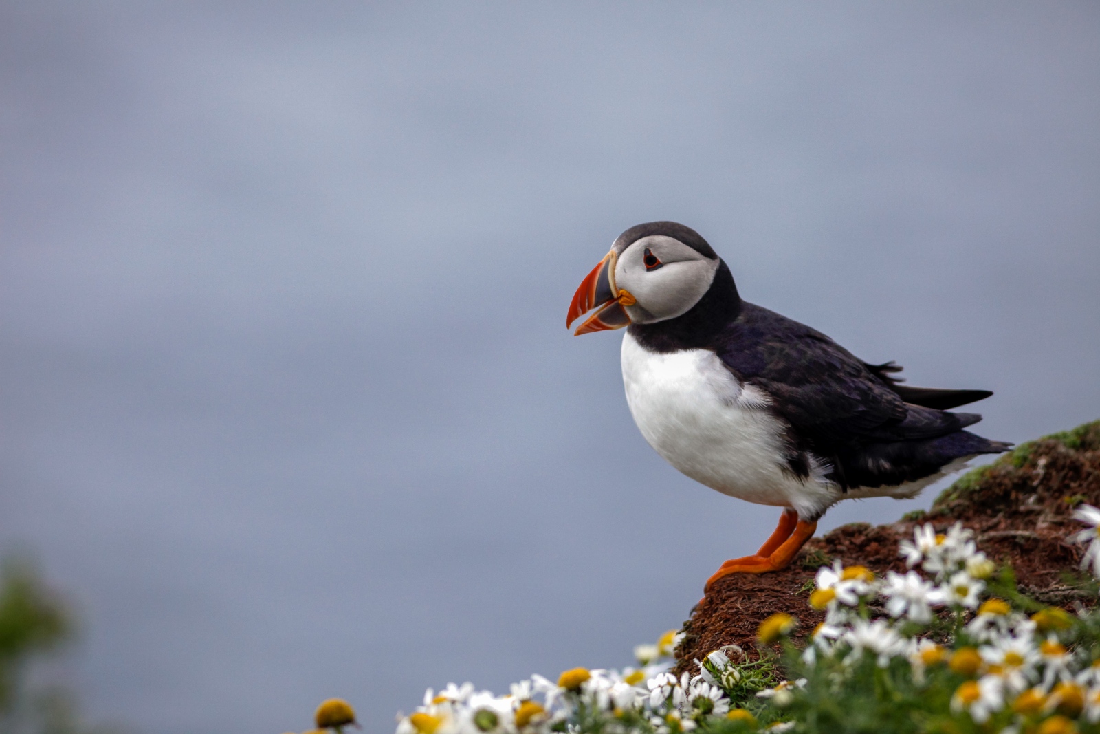 6 hour wildlife cruise to Isle of Mull, Treshnish Isles and Staffa